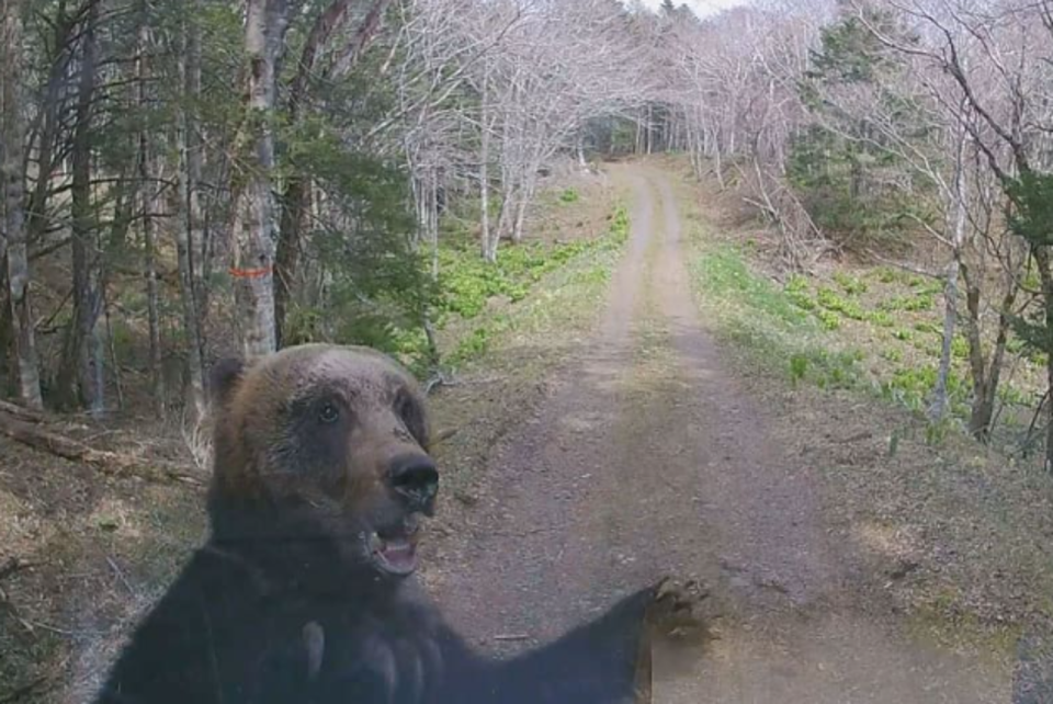 北海道棕熊碰瓷啦！正面對決小貨車，恐怖影片曝光。（翻自X平台）