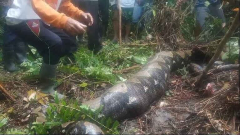 La pitón que fue hallada en las cercanías a donde desapareció la víctima.