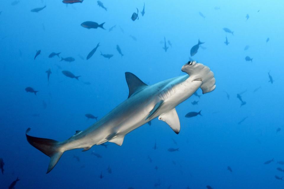 Hammerhead shark