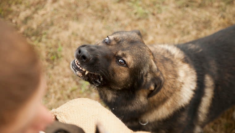 Humans Make Dogs More Aggressive, Says Study