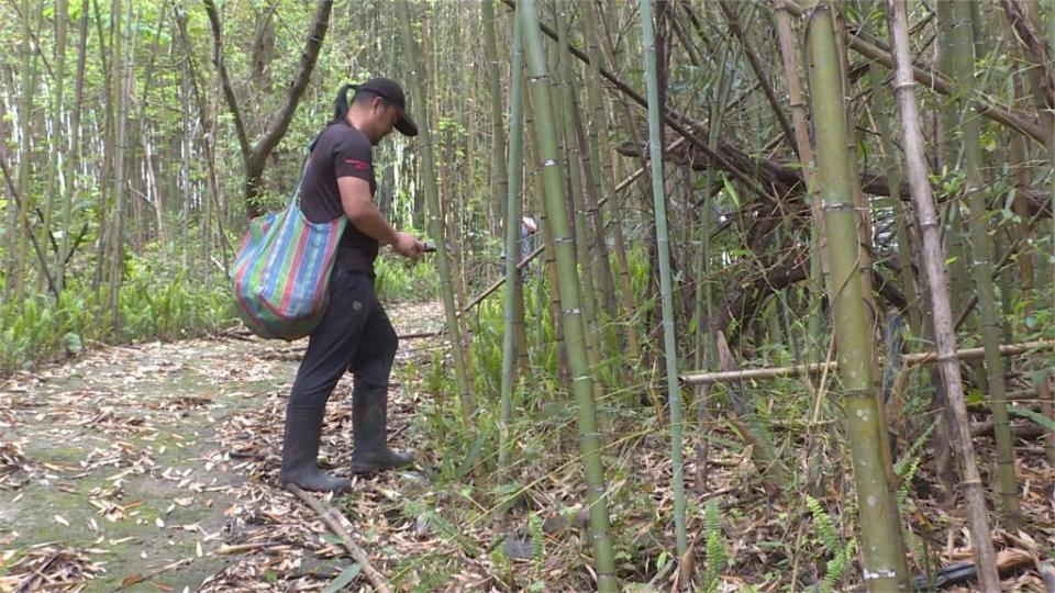 雨勢下對春筍來了！　南庄農會「桂竹筍」首波收購爆量