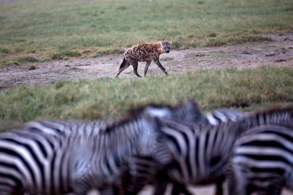 Earthprints: Lake Nakuru