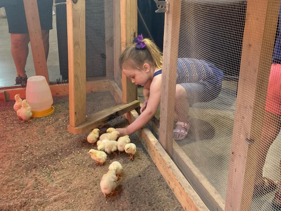 Jensen Bromm visits the chicks at the Paul R. Knapp Animal Learning Center during Cuddles and Snuggles Chore Time at the Iowa State Fair in 2021.