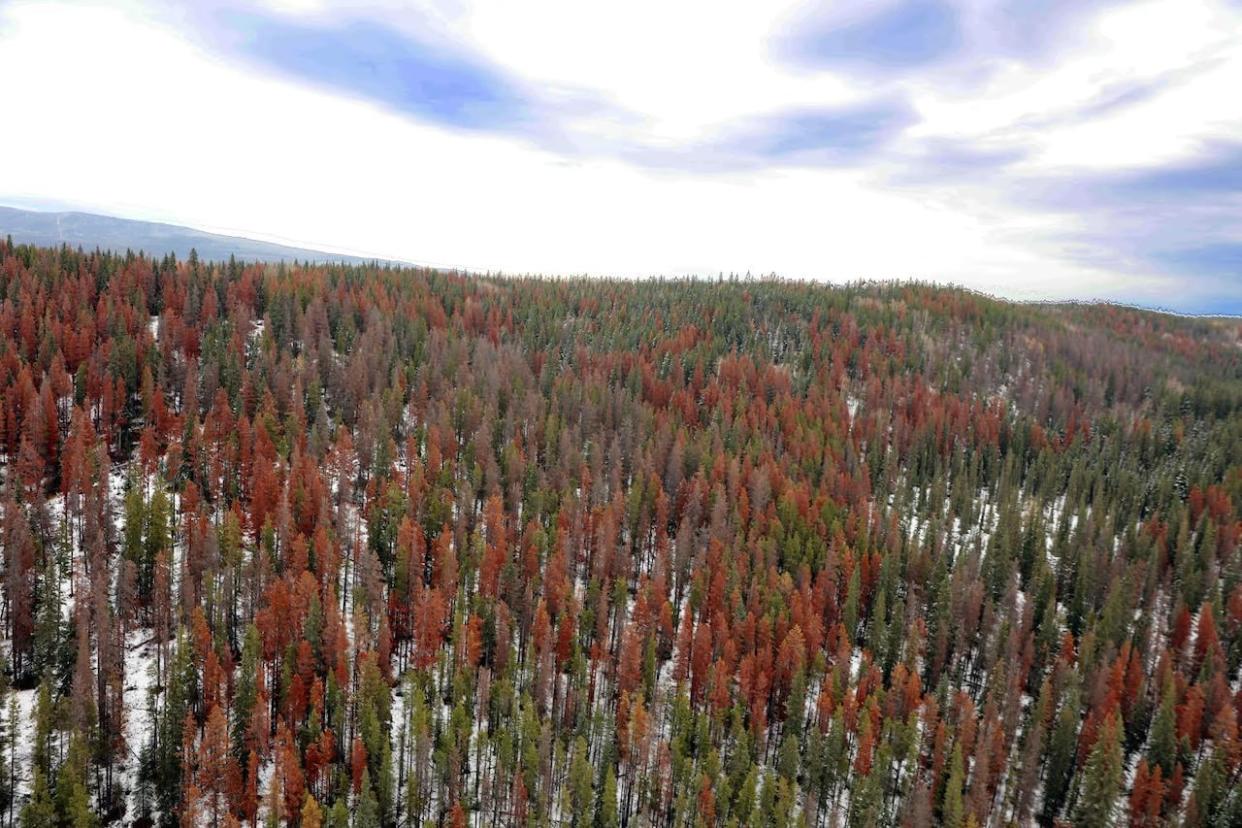 Mountain pine beetle devastation in the Hinton, Alta., region, in 2019. (Government of Alberta - image credit)