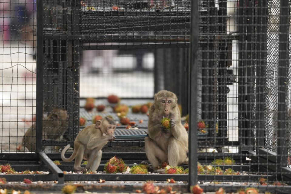 <strong>當地政府大手筆祭出猴子們最愛的紅毛丹，成功誘捕了30幾隻。（圖／美聯社）</strong>