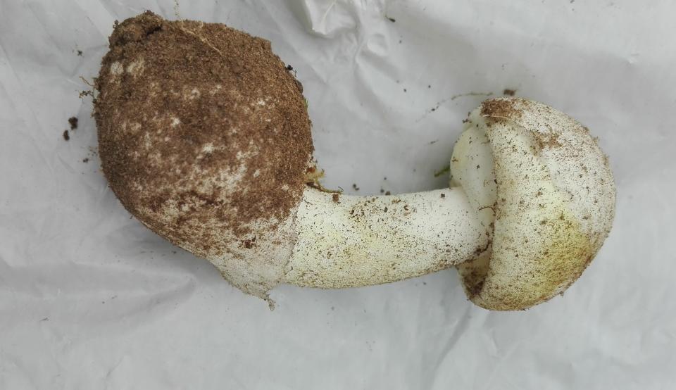 To identify a death cap mushroom, take a look under the cap and look for white gills, which are responsible for dispersing the spores. The gills should be close together and radiate outward from the center of the cap.