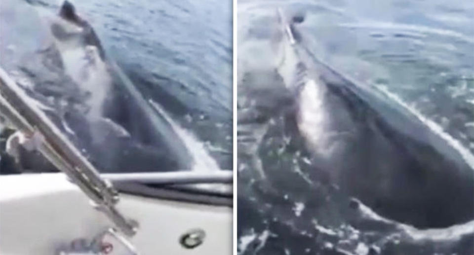 The curious whales took a good look at the family’s boat. Image: Facebook/<span>Darren Lucciana </span>