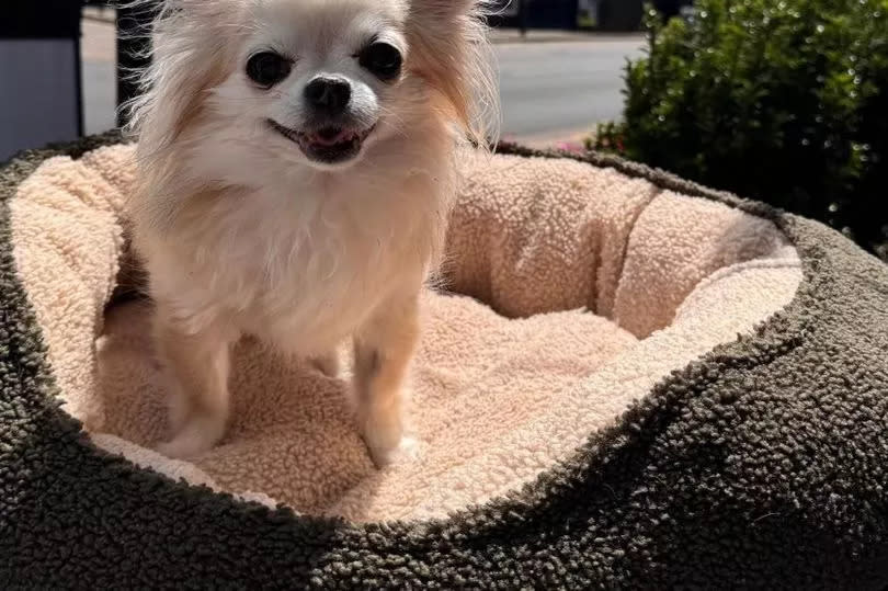 Pip joined Mark for lunch -Credit:Mark Wright Instagram