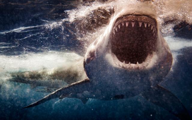 I found myself caught in a shark feeding frenzy – then felt one bite down  on my flipper
