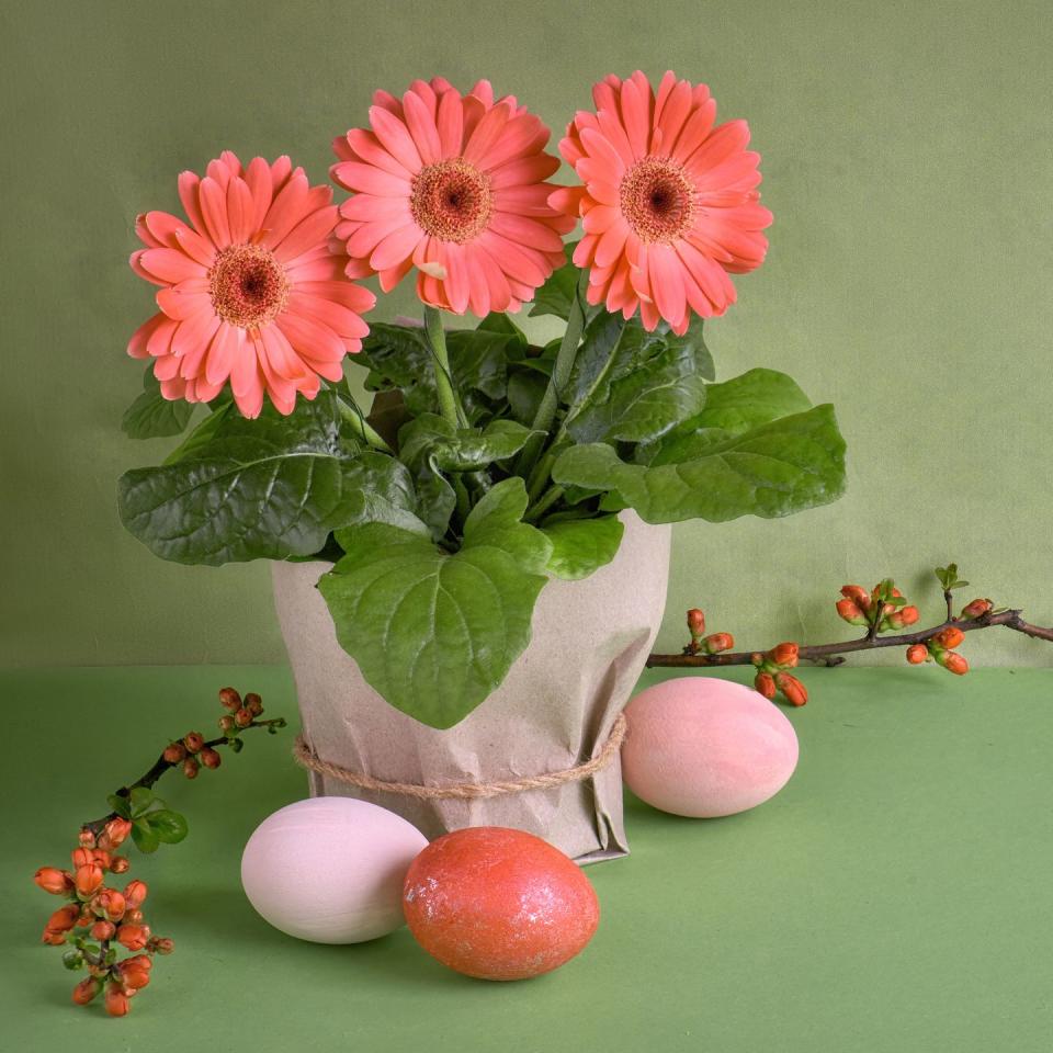 coral gerbera daisy flowers and easter eggs on green paper