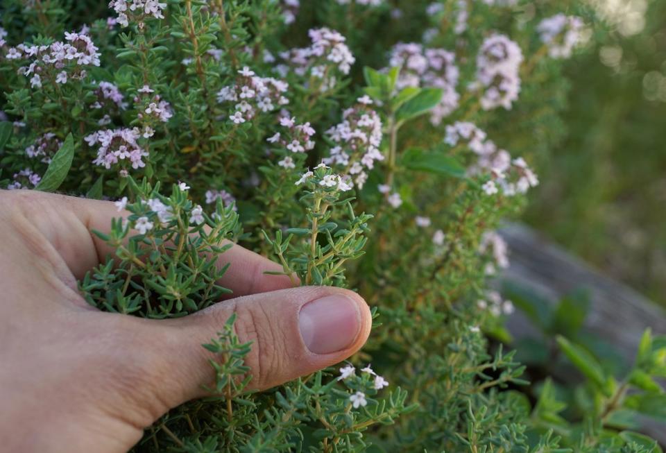 Thymian gegen Schnecken