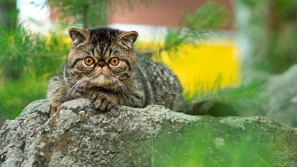 Exotic Shorthair lying on rock with green grass and trees behind