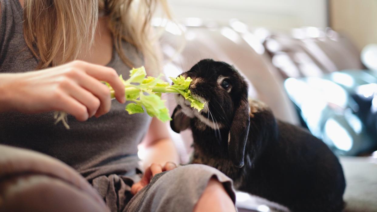  Woman feeding house rabbit celery. 