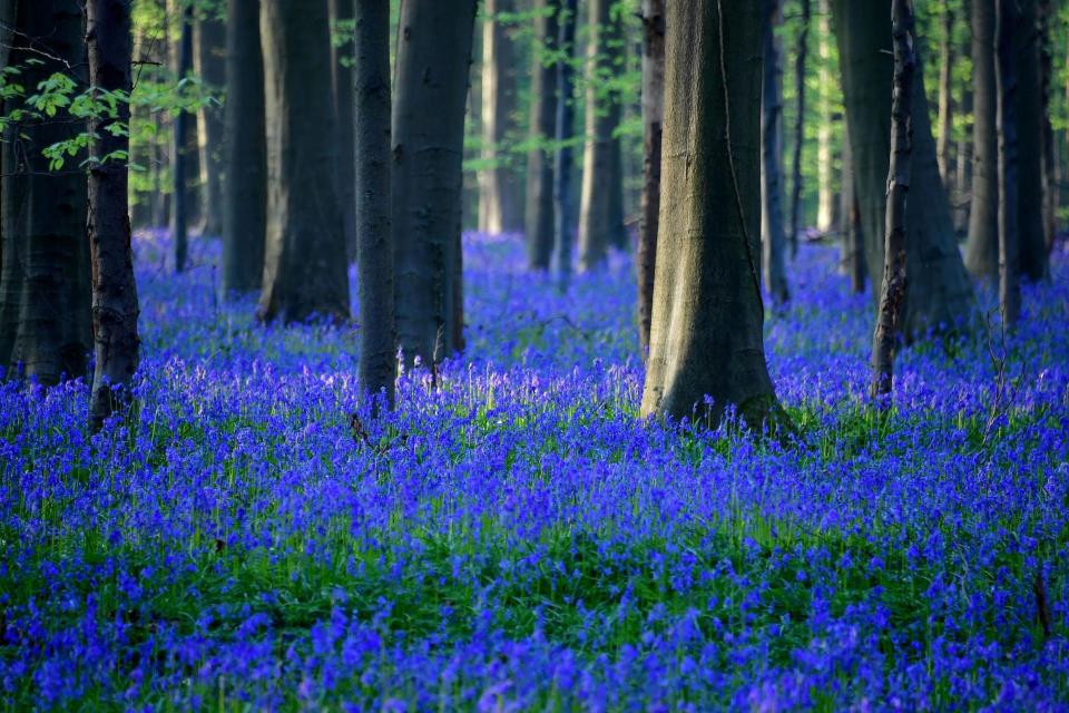 Spring should bring warmer weather, baby animals and a fresh bloom of flowers (AFP via Getty Images)