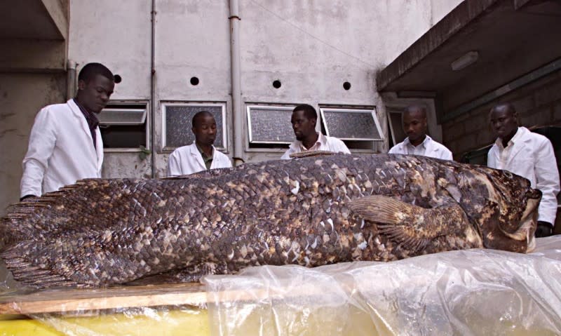 FILE PHOTO: Staff of department of Fish Studies at the National Museum of Kenya display November 19, 2001 a Coel..