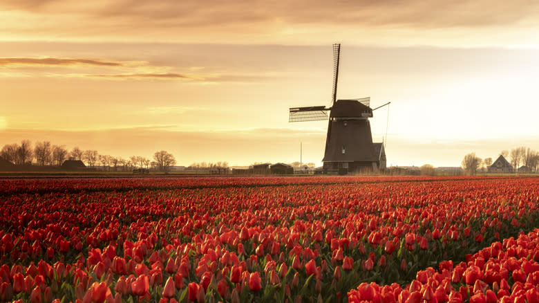 Windmill in a tulip field