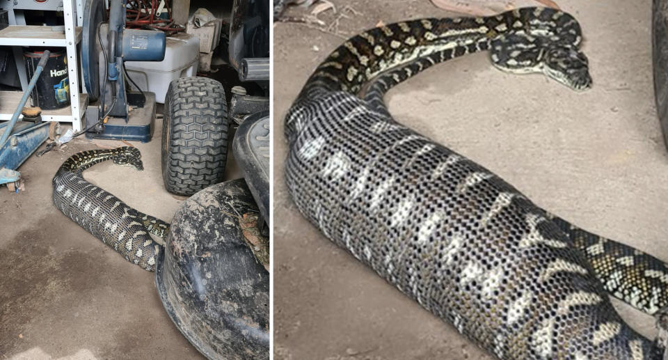 A python on the floor of what looks to be a shed or garage