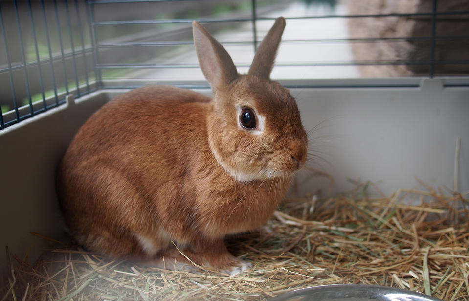 Rabbits and <span>Guinea</span> pigs can die if left in cages outside when the temperature reaches 28 degrees. Source: Getty