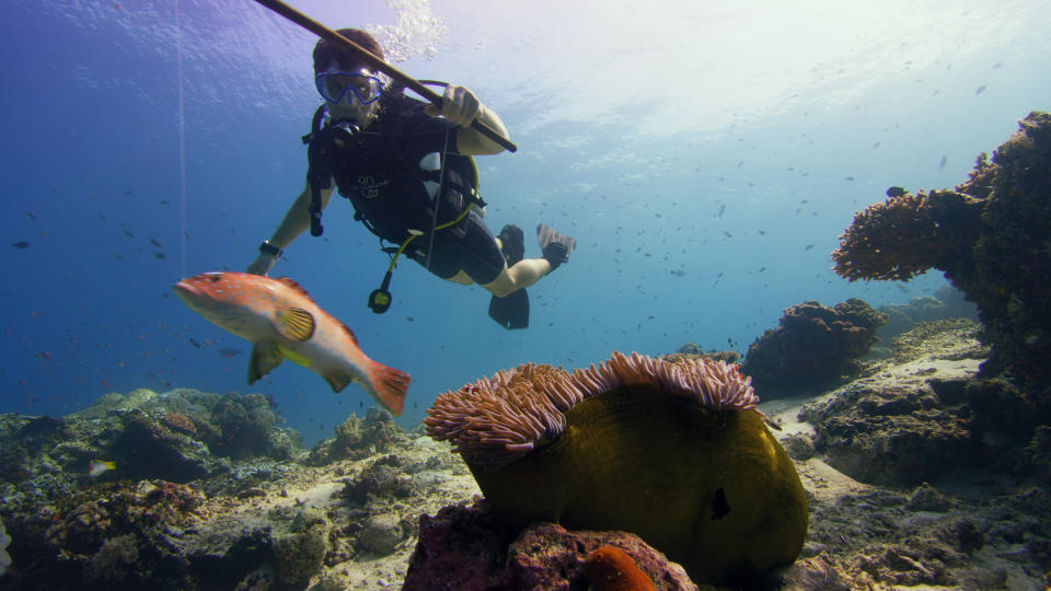 Simpson uses a model of a coral trout to record and study alarm calls in coral reef fish. (Photo: BBC 2017)