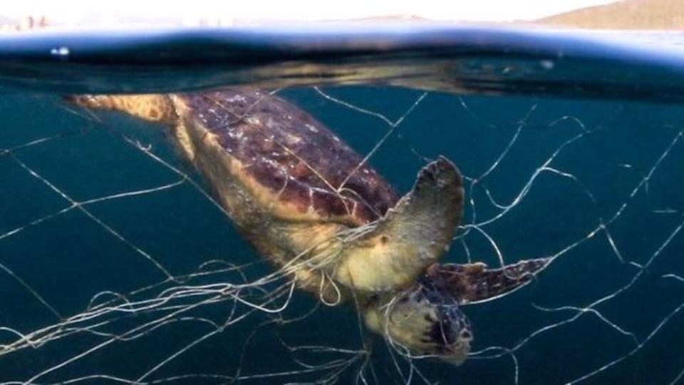 Turtles are also often victims of shark nets. Photo: Instagram/TheSharkNetFilm