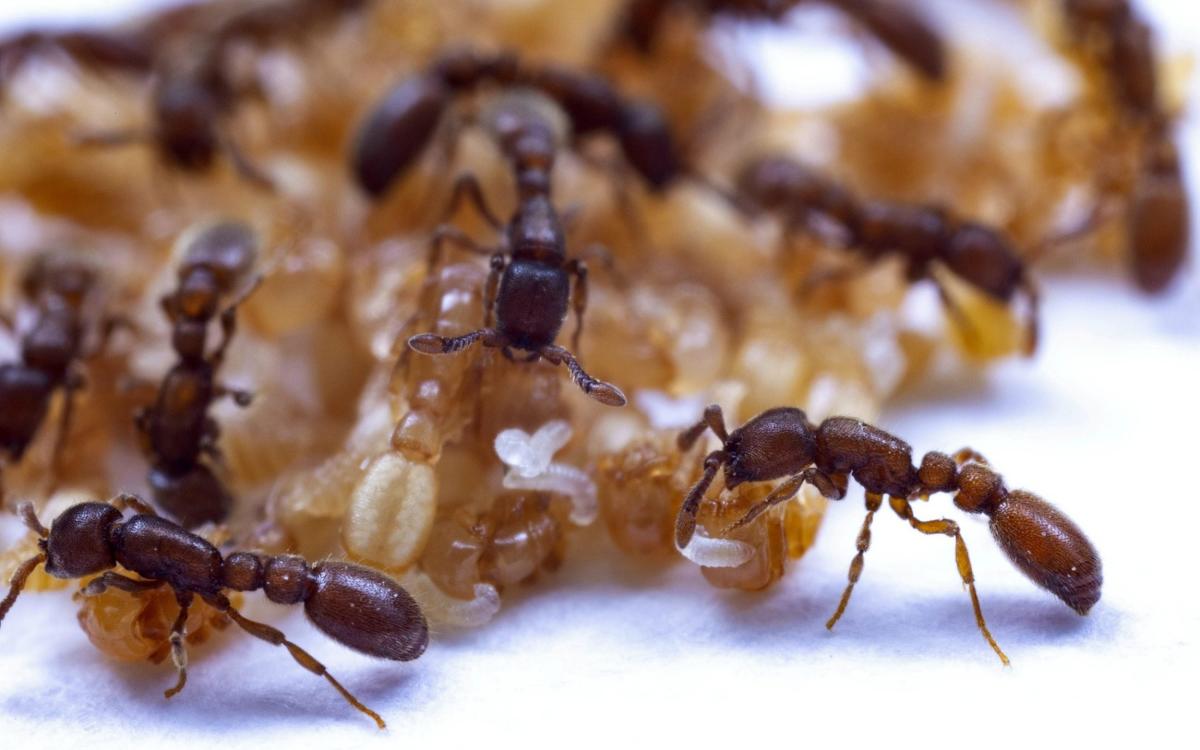 Les fourmis « allaitent » leurs petits pour augmenter leur survie dans toute la colonie