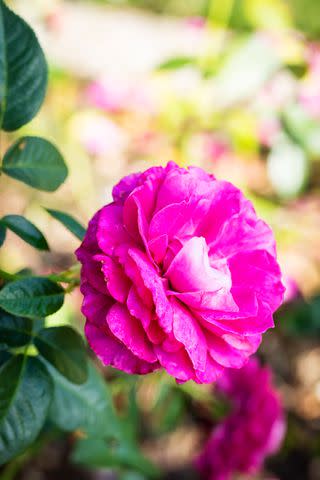 <p>Robbie Caponetto</p> 'Pretty Lady Rose'