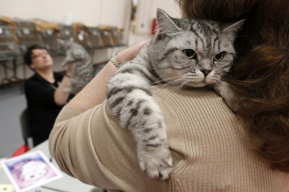 A woman holds her British shorthair cat as she waits in front of a judge during the Athens 21st International Cat Show