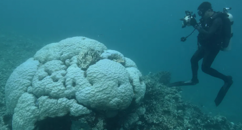 Coral is continuing to die as a result of climate change. Source: WWF-Australia