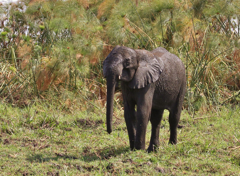 Baby elephant