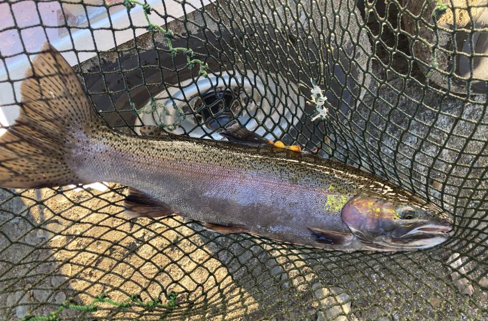 This is one of the steelhead trout collected by Pennsylvania Fish and Boat Commission officials and volunteers in Trout Run in Fairview Township in Erie County on Monday.
