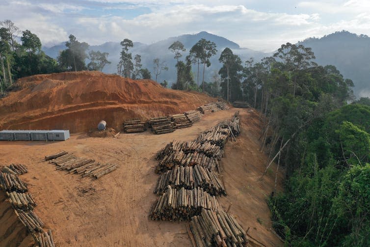 Rainforest being chopped down