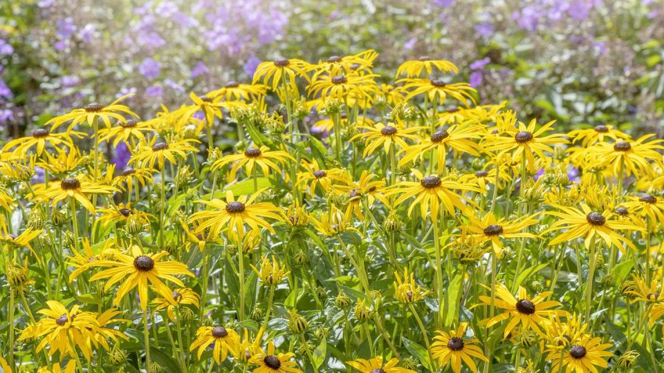 beautiful summer flowering