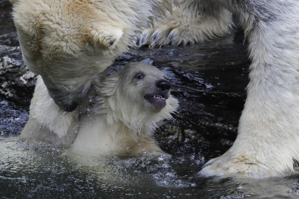 A female polar bear baby gets help from its mother Tonja to leave the water at their enclosure at the Tierpark zoo in Berlin, Friday, March 15, 2019. The still unnamed bear, born Dec. 1, 2018 at the Tierpark, is presented to the public for the first time. (AP Photo/Markus Schreiber)