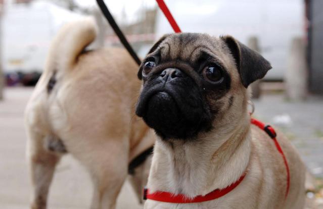 A four-month-old pug (Clara Molden/PA) (PA Archive)