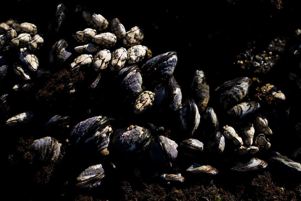 Clams grow at the Salt Creek tide pools during the 2023 Tribal Climate Camp on the Olympic Peninsula Wednesday, Aug. 16, 2023, near Port Angeles, Wash. Participants representing at least 28 tribes and intertribal organizations gathered to connect and share knowledge as they work to adapt to climate change that disproportionally affects Indigenous communities. More than 70 tribes have taken part in the camps that have been held across the United States since 2016. (AP Photo/Lindsey Wasson)