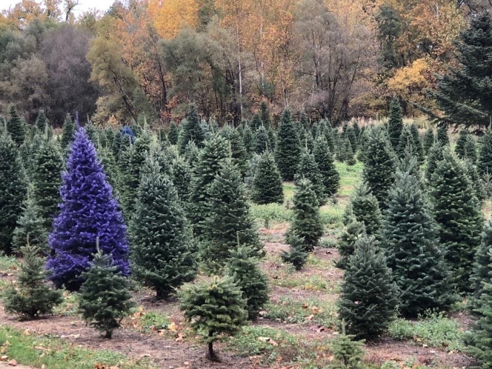 The purple Christmas tree stands out among the traditional trees at Hanggi's Tree Farm in Naples, New York.