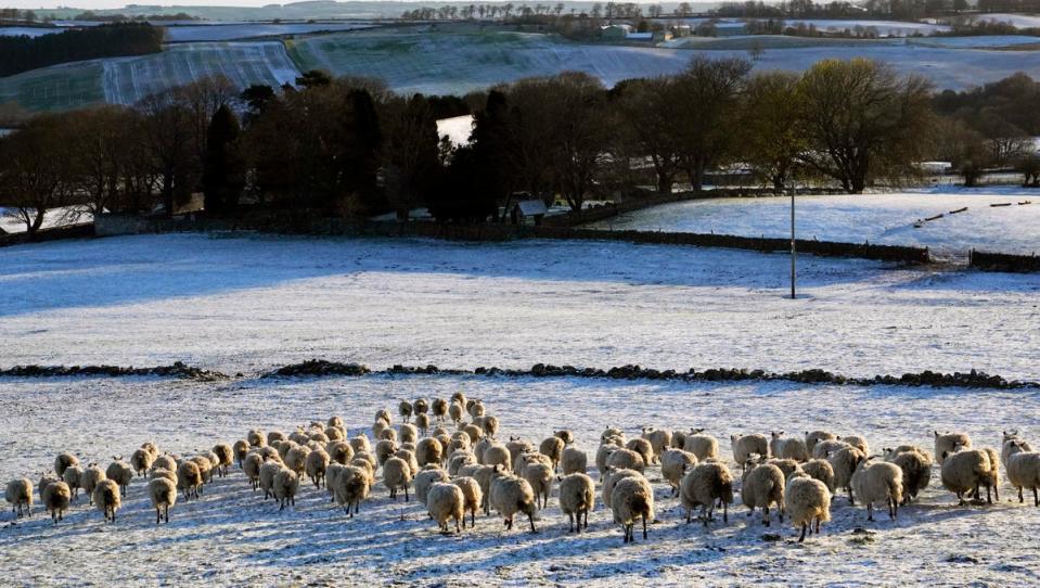 Sheep walk through a snow covered field in Slayley, Northumberland, after snow fell overnight on Easter Monday. (PA)