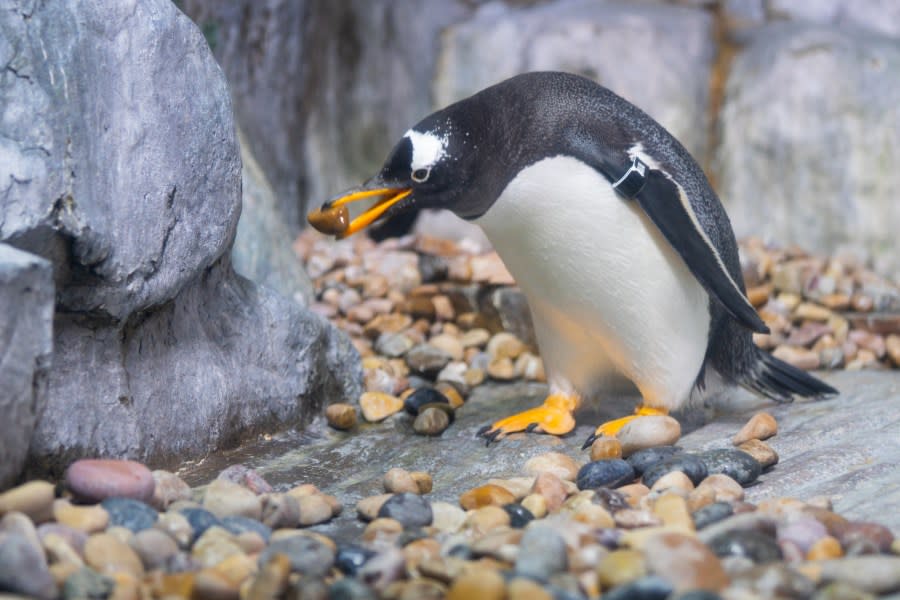 Ava picking up a rock. Gentoo penguins present rocks during the courting phase of the mating season. (Courtesy of the Loveland Living Planet Aquarium)