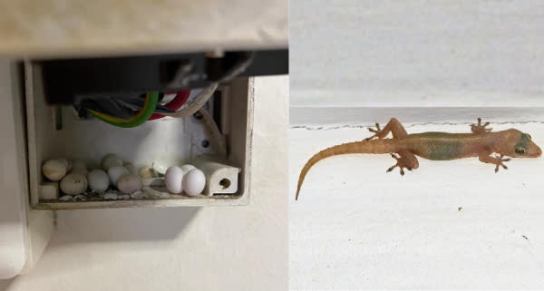 Gecko Control: How to Get Rid of a House Gecko