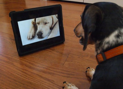 "Bandit" watches Dog TV in Washington, DC. Dog TV says it's "the first television channel for dogs," with "scientifically developed" 24/7 programming full of frisky hounds running leashless in lush green fields to soothing strains of meditative music