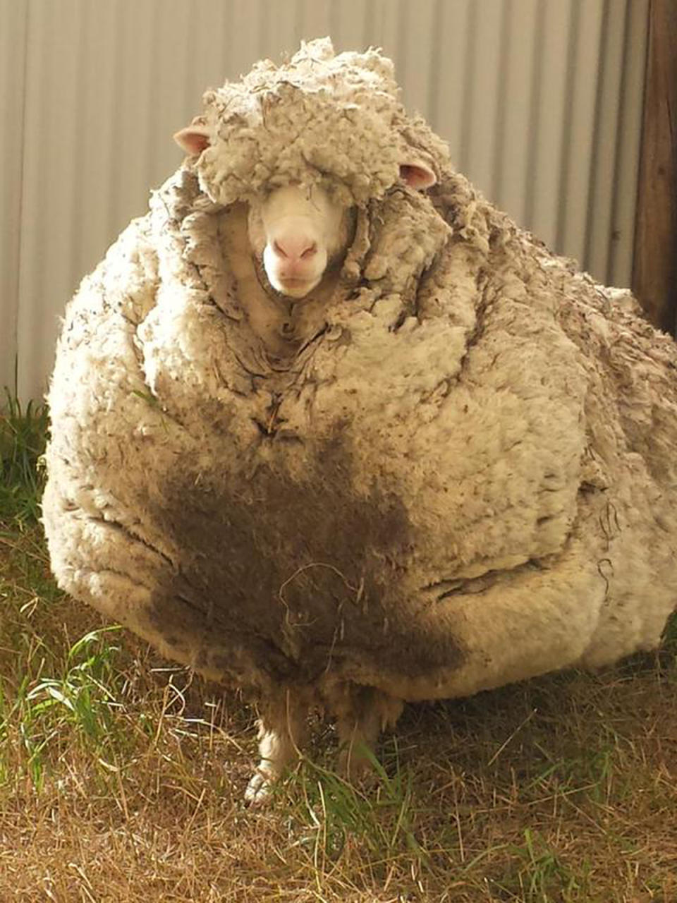 australia sheep