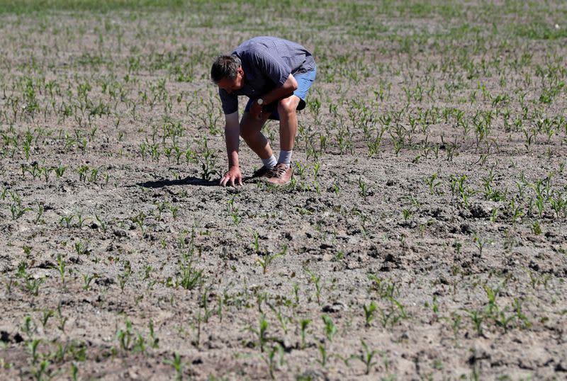 FILE PHOTO: Belgian farmer Joel Van Coppenolle looks at dry earth on one of his fields in Diksmuide