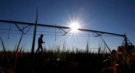 A farmer walks past a mobile irrigation boom on a dying oat crop on his farm in the heart of Australia's Murray-Darling river basin outside Moulamein, west of Canberra, in this August 24, 2007 file photo. REUTERS/Tim Wimborne/Files