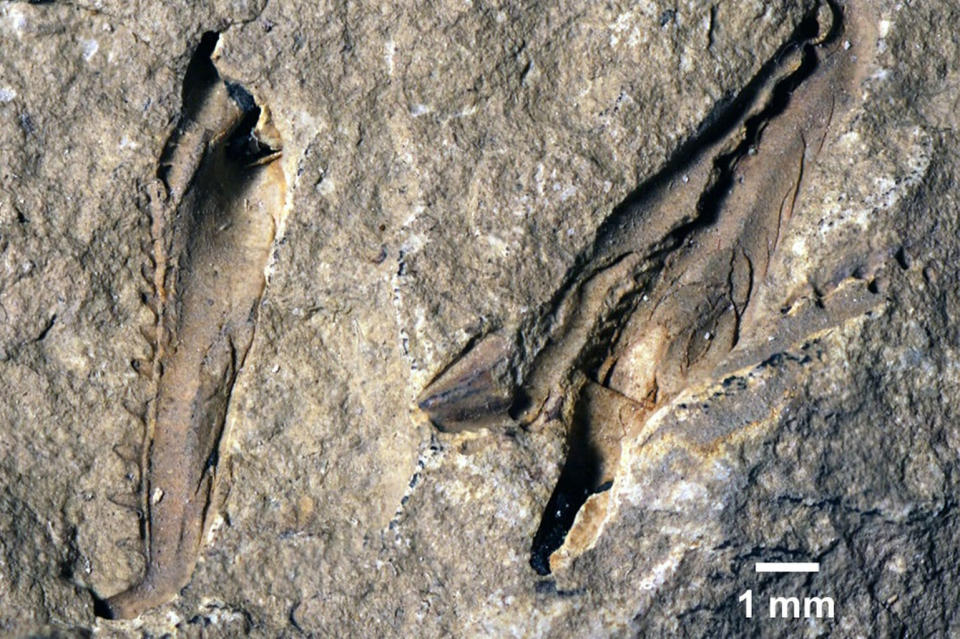 The fossil jaws of <em>Websterorion armstrongi</em>, a 400-million-year-old giant marine worm named after a paleontologist and a death-metal bassist. <cite>Luke Parry</cite>