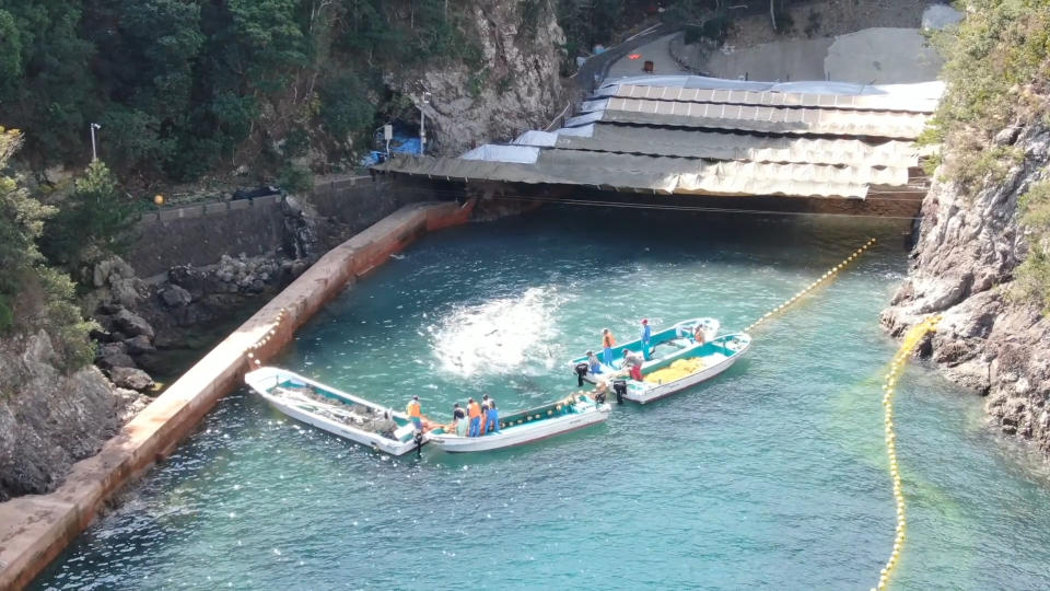 Boats surround a pod of dolphins hidden under intense splashing. 