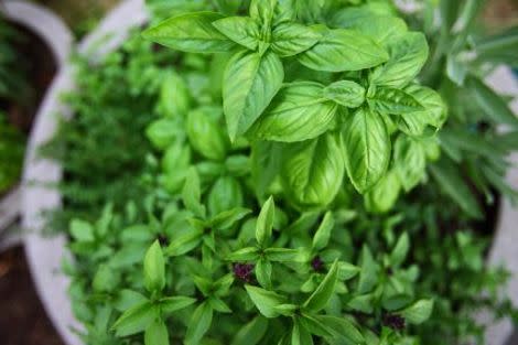 5 herbs to grow right now...