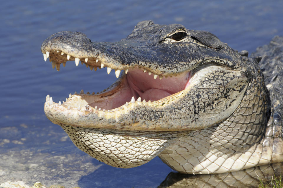 American alligator, Alligator mississippiensis.  This alligator looks threatening but is actually thermoregulating. Everglades National Park, Florida, USA. UNESCO World Heritage Site (Biosphere Reserve).