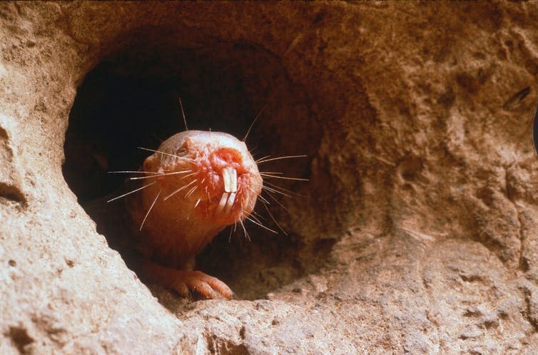 <span class="caption">No, this isn’t Star Wars - it’s a naked mole-rat defending a tunnel.</span> <span class="attribution"><a class="link " href="https://www.shutterstock.com/image-photo/naked-molerat-guarding-underground-tunnel-heterocephalus-779258935?src=eigWgp4QzDpB0UBu2ObwzA-1-0&studio=1" rel="nofollow noopener" target="_blank" data-ylk="slk:Neil Bromhall/Shutterstock;elm:context_link;itc:0;sec:content-canvas">Neil Bromhall/Shutterstock</a></span>