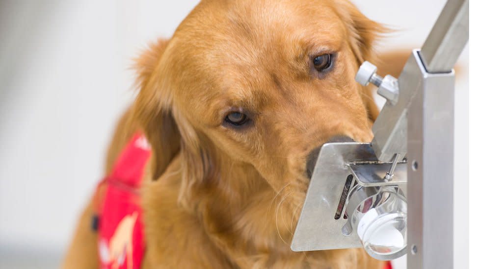 Perro que huele una muestra.-