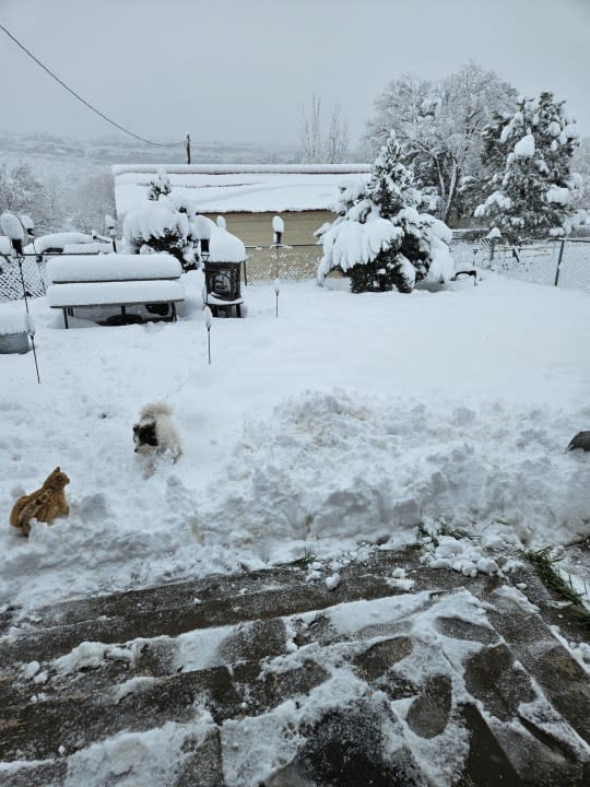 A cat and dog in snow near Buena Vista, NM (Photo Courtesy: Antoinette S.G.)